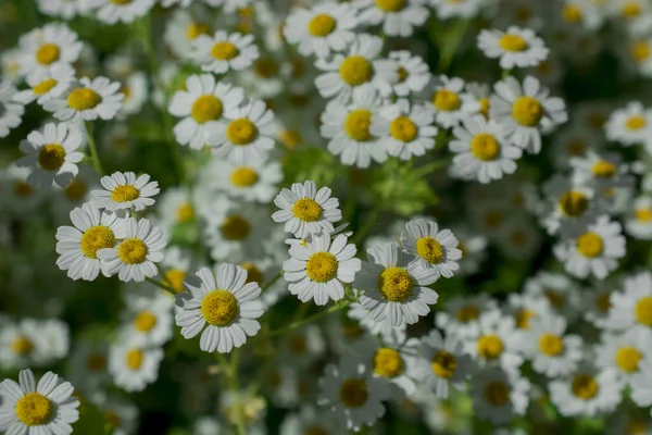 Chamomile Field Flowers Border Beautiful Nature Scene — 스톡 사진