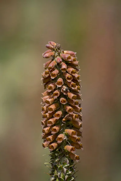 Kleinblütiger Fingerhut Digitalis Parviflora Blüten Der Nähe — Stockfoto