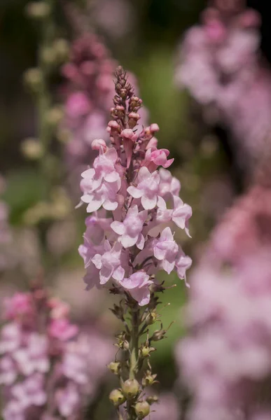 Fioletowy Toadlen Linaria Purpurea Wysoki Fioletowy Kwiat — Zdjęcie stockowe