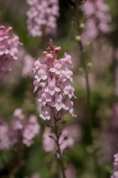 Purple Toadflax Linaria Purpurea Tall Purple Flower — 图库照片