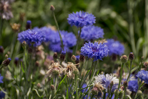  Purple, blue ,pink wildlife cornflowers ,Knautia arvensis.