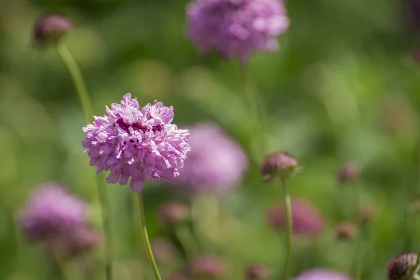 Närbild Lila Blå Vildmarksblomma Knautia Arvensis — Stockfoto