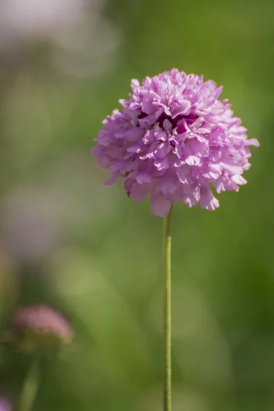 Close up purple, blue wildlife flower Knautia arvensis.