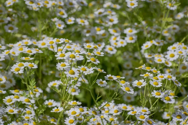 Chamomile Field Flowers Border Beautiful Nature Scene — ストック写真