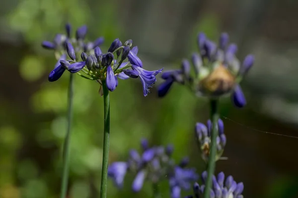 Bahçedeki Mavi Agapanthus Manzarası — Stok fotoğraf