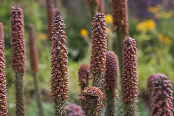 Small Flowered Foxglove Digitalis Parviflora Flowers Close — Fotografia de Stock