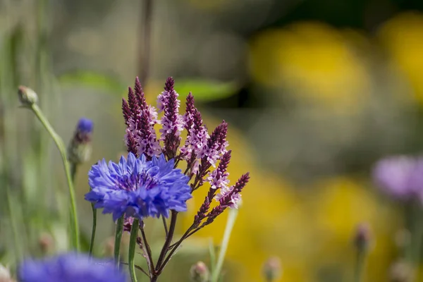 Menekşe Çiçek Arka Plandan Salvia Nemorosa — Stok fotoğraf