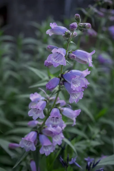 Białe Rzadkie Zabójcze Kwiaty Foxglove Digitalis Ogrodzie — Zdjęcie stockowe