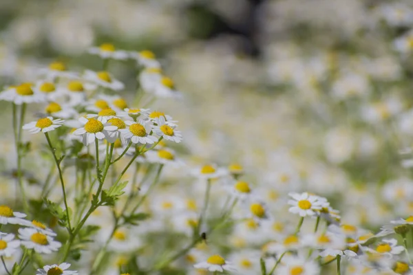 Chamomile Field Flowers Border Beautiful Nature Scene — Stockfoto
