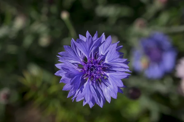 Purple Blue Pink Wildlife Cornflowers Knautia Arvensis —  Fotos de Stock