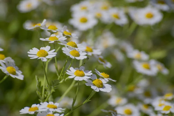 Chamomile Field Flowers Border Beautiful Nature Scene —  Fotos de Stock