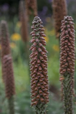 Küçük çiçekli yüksükotu, Digitalis Parviflora, yakın mesafede çiçekler.