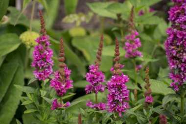 Mor Toadflax - Linaria moru. Uzun Mor Çiçek