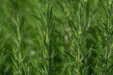 Ripe rosemary in a field ready for pick-up