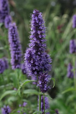 Spearmint Plant - Mentha spicata - herbs