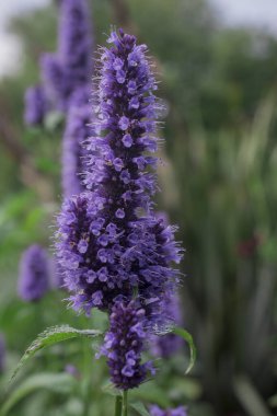 Nane Şekeri - Mentha baharat - bitkiler