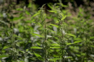 ısırgan otu, yaygın bir ot yakın çekim