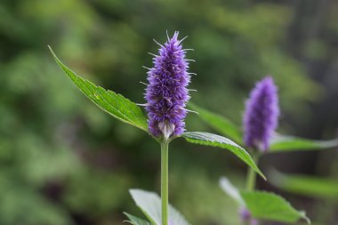Nane Şekeri - Mentha baharat - bitkiler