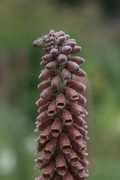 Small Flowered Foxglove Digitalis Parviflora Flowers Close — Φωτογραφία Αρχείου