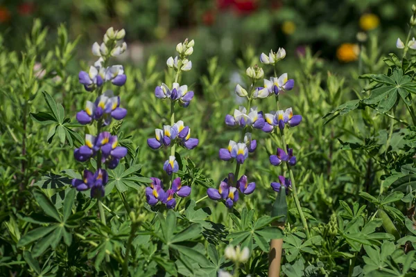Bianco Viola Viola Blu Lupini Che Crescono Nel Giardino Estivo — Foto Stock