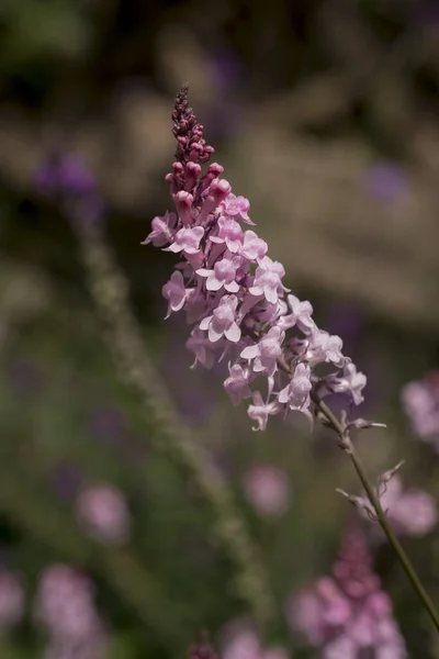 Fioletowy Toadlen Linaria Purpurea Wysoki Fioletowy Kwiat — Zdjęcie stockowe