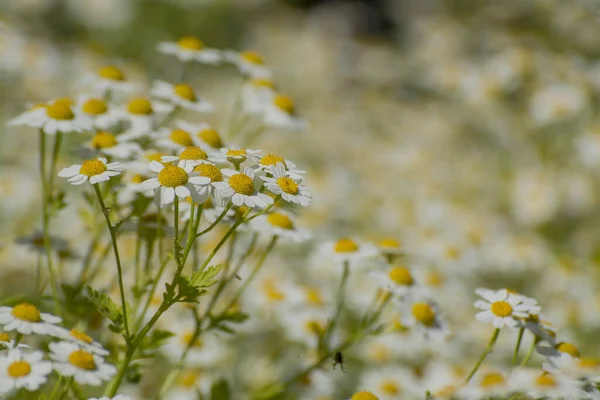 Chamomile Field Flowers Border Beautiful Nature Scene — ストック写真