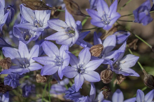 View Blue Agapanthus Garden Setting — Zdjęcie stockowe