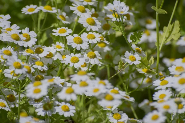 Pole Rumianku Kwiaty Granicy Piękna Scena Natury — Zdjęcie stockowe