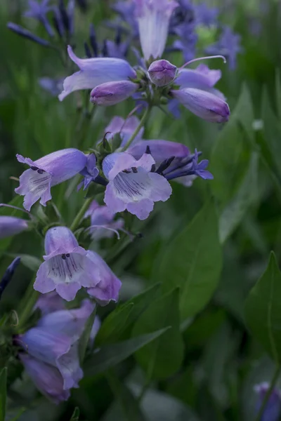 White Rare Deadly Foxglove Flowers Digitalis Garden — Foto de Stock