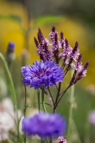 Фіолетовий Квітковий Фон Сальвії Неморози — стокове фото