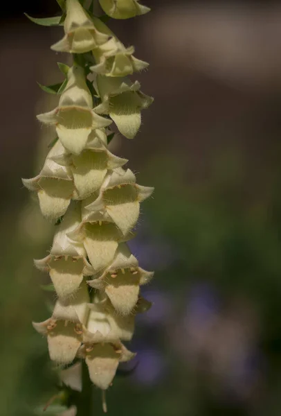 White Rare Deadly Foxglove Flowers Digitalis Garden — Fotografia de Stock