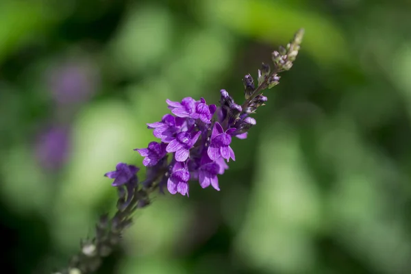 Fialový Toadflax Linaria Purpurová Vysoký Fialový Květ — Stock fotografie