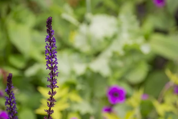 Purple Toadflax Linaria Purpurea Tall Purple Flower — Stock Photo, Image