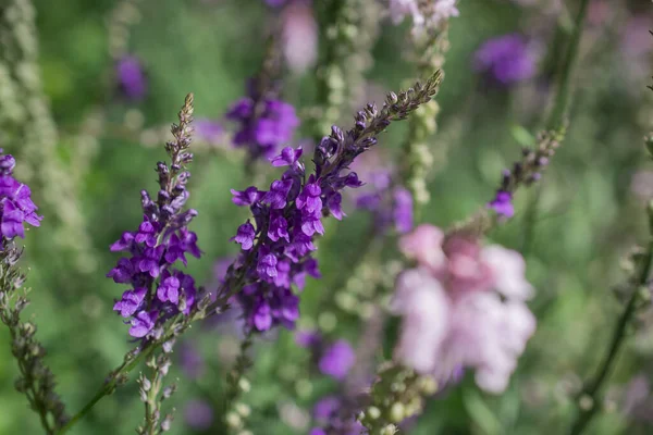 Purple Toadflax Linaria Purpurea Tall Purple Flower — Stockfoto