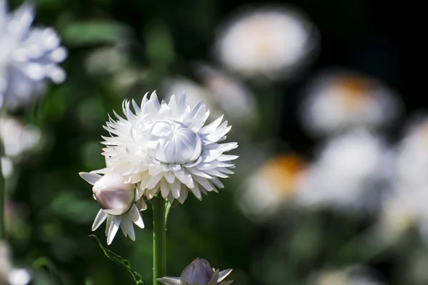 Close up white blue wildlife flower Knautia arvensis_-23.NEF