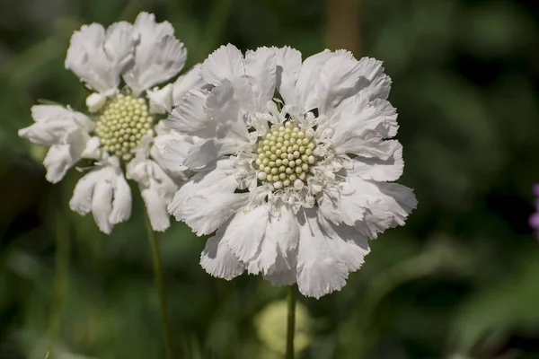 Close up white blue wildlife flower Knautia arvensis_-23.NEF