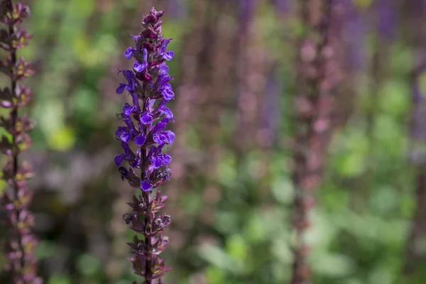 Fondo Flor Violeta Salvia Nemorosa — Foto de Stock