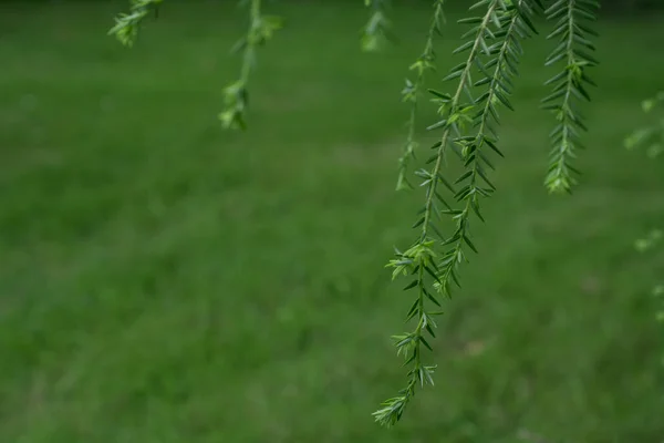 Beautiful Fresh Green Pine Needles Natural Backgrond — 图库照片