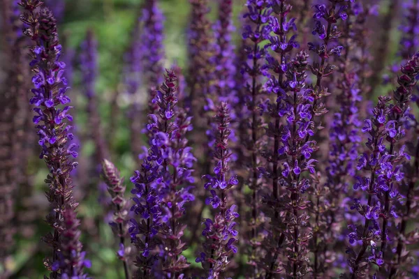 Violet Flower Background Salvia Nemorosa — Stock Photo, Image