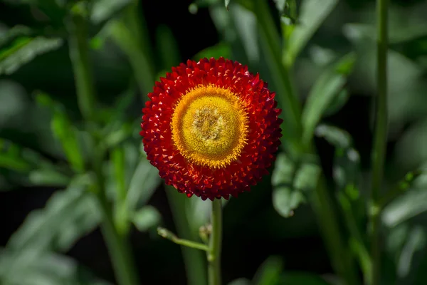 Xerochrysum Bracteatum Arany Örök Vagy Strawflower — Stock Fotó