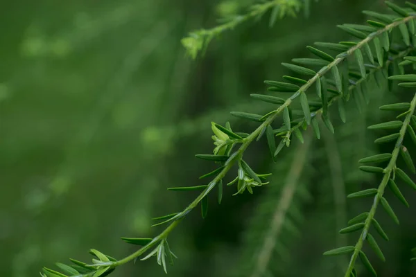 Beautiful Fresh Green Pine Needles Natural Backgrond — Fotografia de Stock