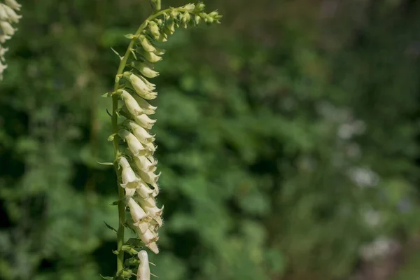 White Rare Deadly Foxglove Flowers Digitalis Garden — Stockfoto
