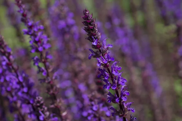Фиолетовый Цветочный Фон Сальвии Неморозы — стоковое фото