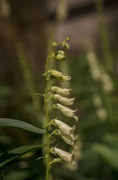 White Rare Deadly Foxglove Flowers Digitalis Garden — Fotografia de Stock