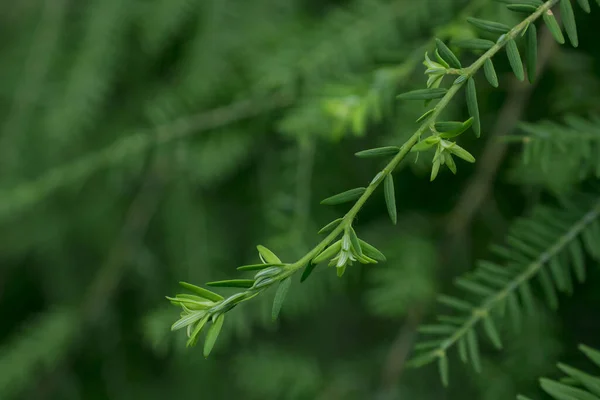 Beautiful Fresh Green Pine Needles Natural Backgrond — Fotografia de Stock