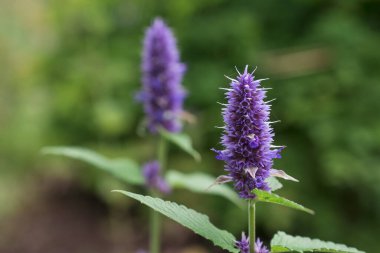 Nane Şekeri - Mentha baharat - bitkiler