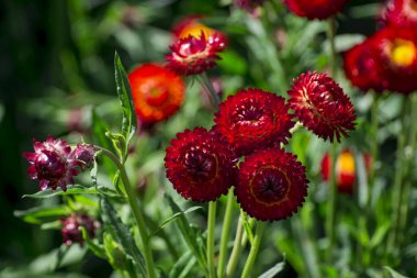 xerochrysum bracteatum (altın ebedi veya strawflower)