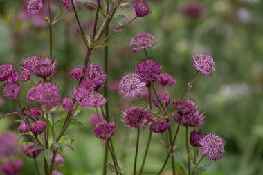 Closeup of a great masterwort - astrantia major flowers clipart