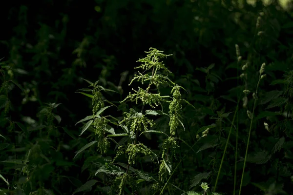 Close Stinging Nettle Common Weed — Stock Photo, Image