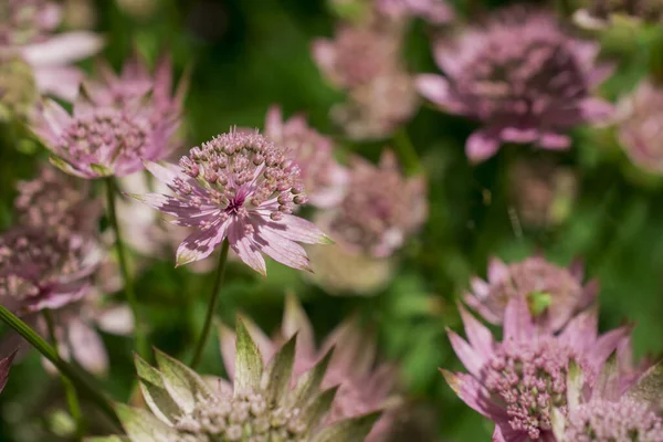 Zbliżenie Wielkiego Dziurawca Astrantia Głównych Kwiatów — Zdjęcie stockowe